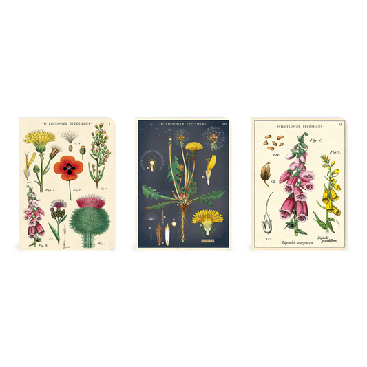 Wildflower Specimens - Mini Notebook (3 Pack)
